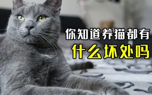 Download Video: 养猫这么多的“坏处”你了解吗？