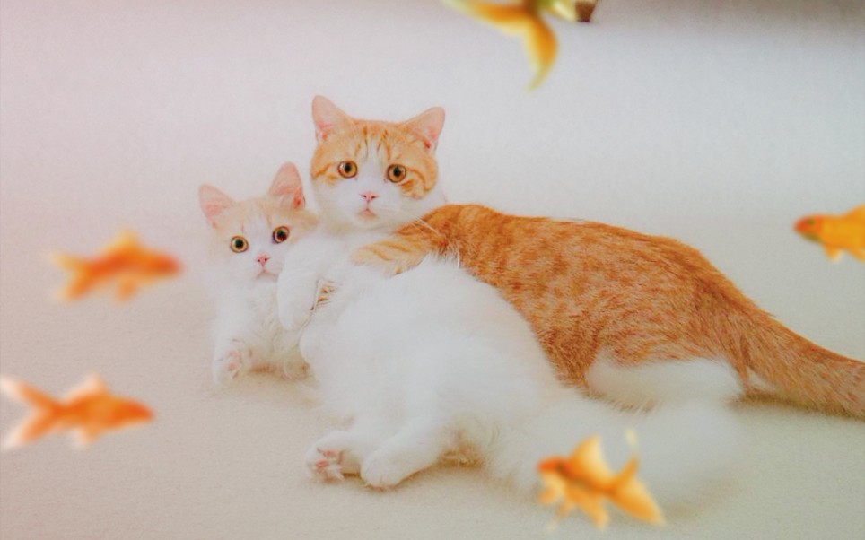 花花与三猫吃货混剪有好吃的就是猫间天堂