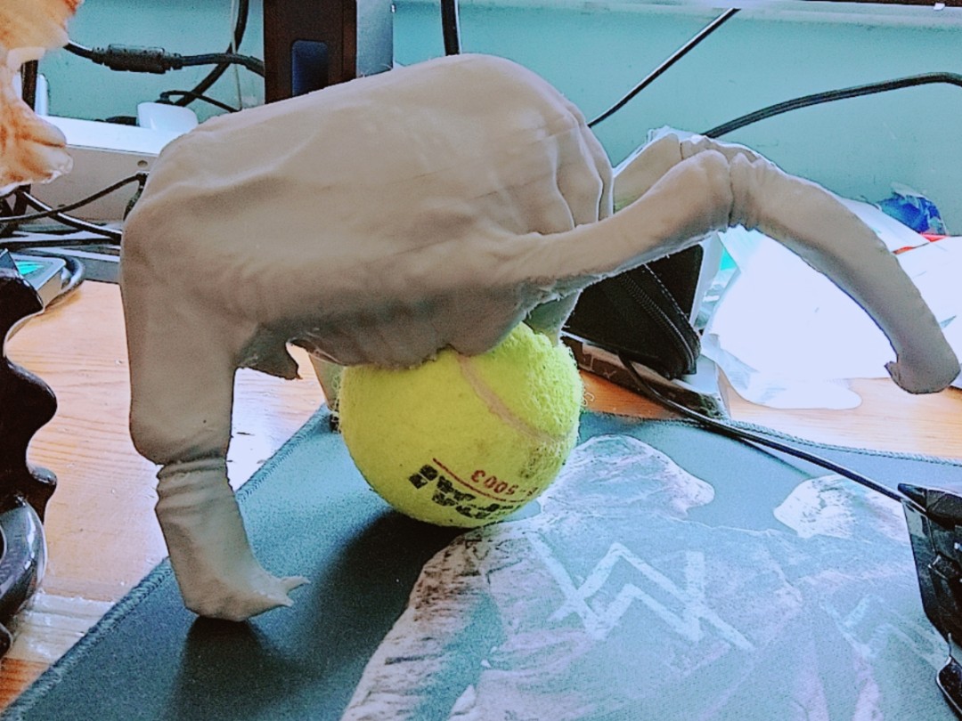 有没有想领养一只猎头蟹的?