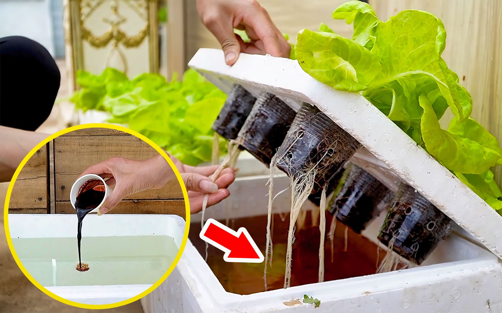 简单又有趣!利用泡沫箱和水培技巧,在家种出新鲜绿叶生菜!
