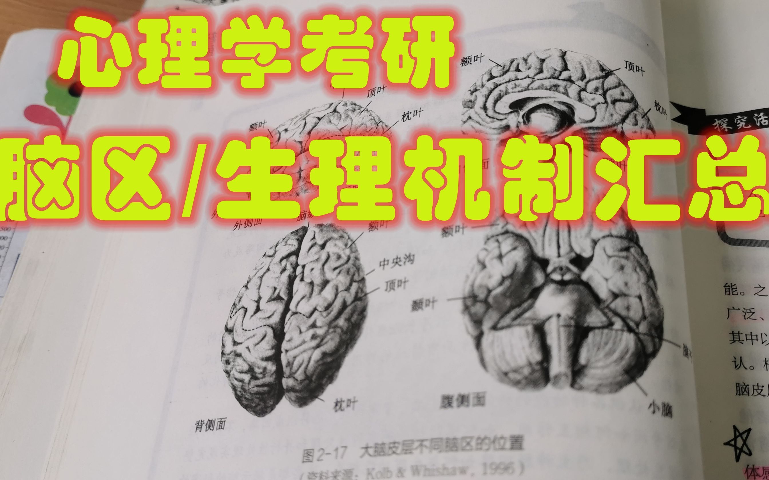 【速听速记】—脑区/生理机制汇总【心理学考研】哔哩哔哩bilibili