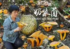 Video herunterladen: 半坡上遍地奶浆菌，炒炸蘸拌炖做一桌，鲜美奶黄的蘑菇大餐