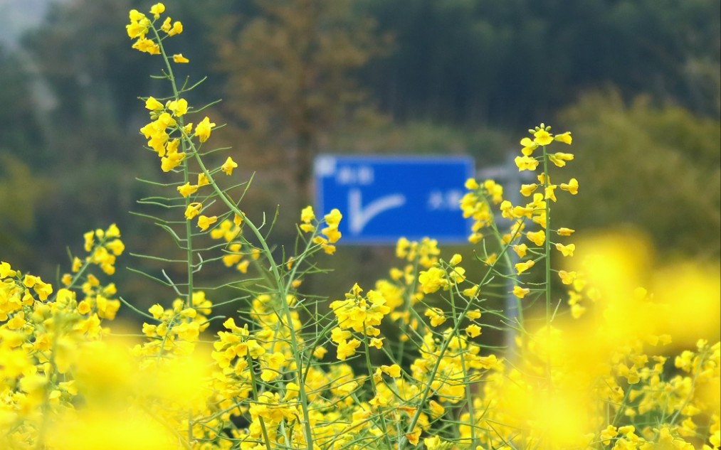来了就不想走～西畈村的油菜花梯田,想沉溺在花海中