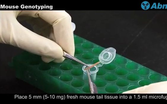 [实验方法] 小鼠基因型鉴定Genotyping哔哩哔哩bilibili