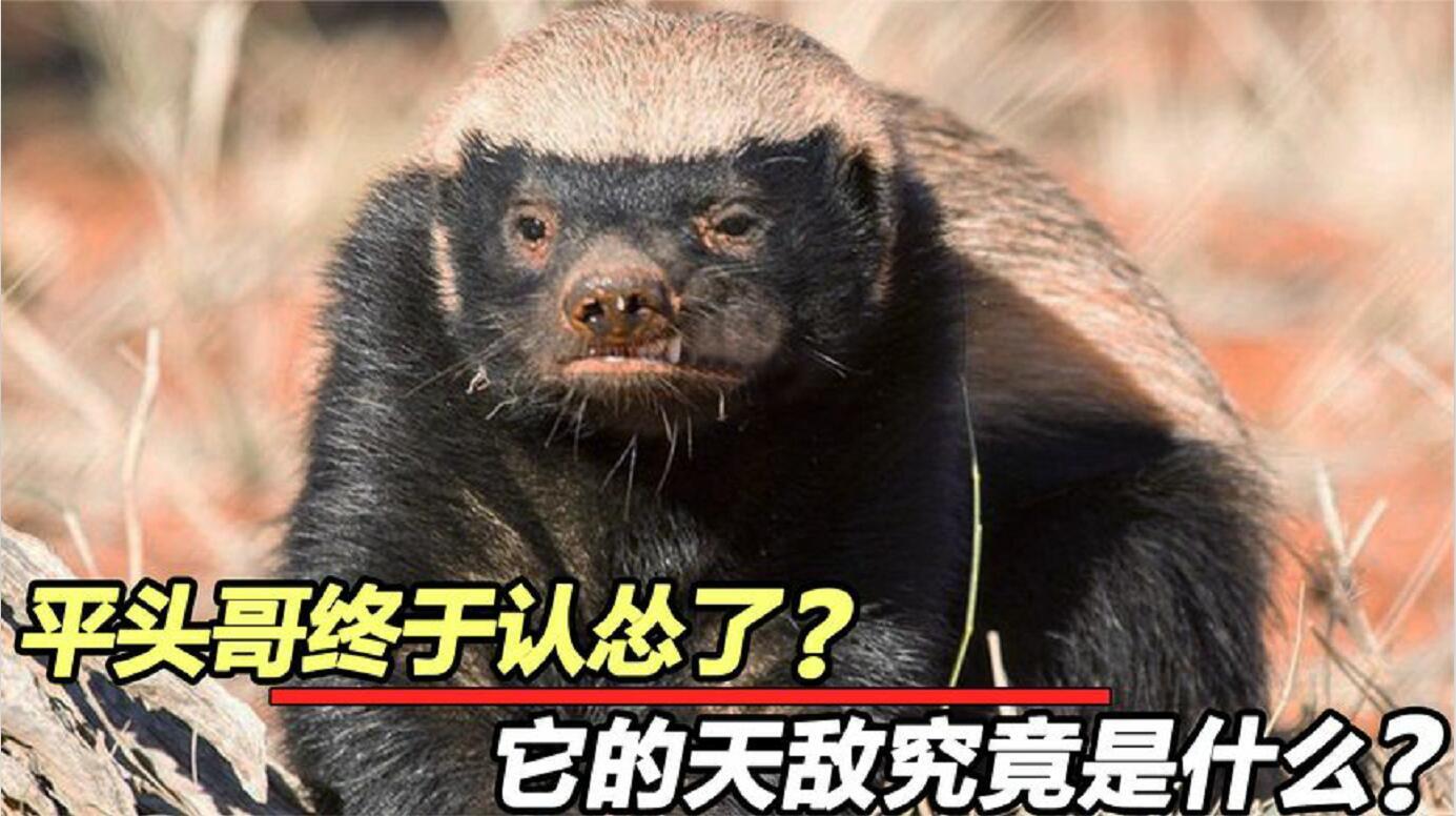 "平头哥"唯一的天敌?一旦单挑立马服软!它的天敌是谁?