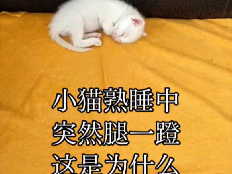 这是小猫做梦还是有什么病啊哔哩哔哩bilibili