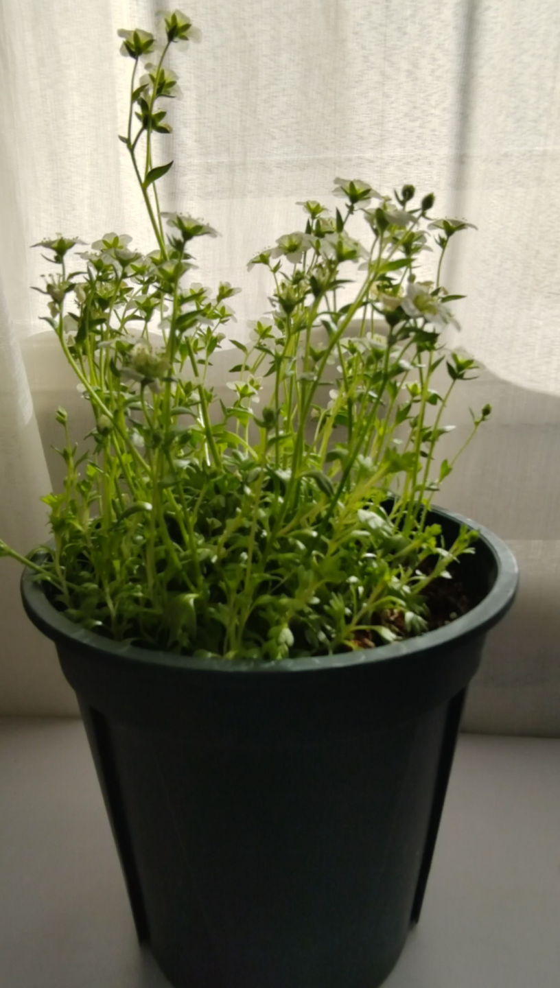 虎耳草要开败了,看看能不能自己留种子_哔哩哔哩_bilibili