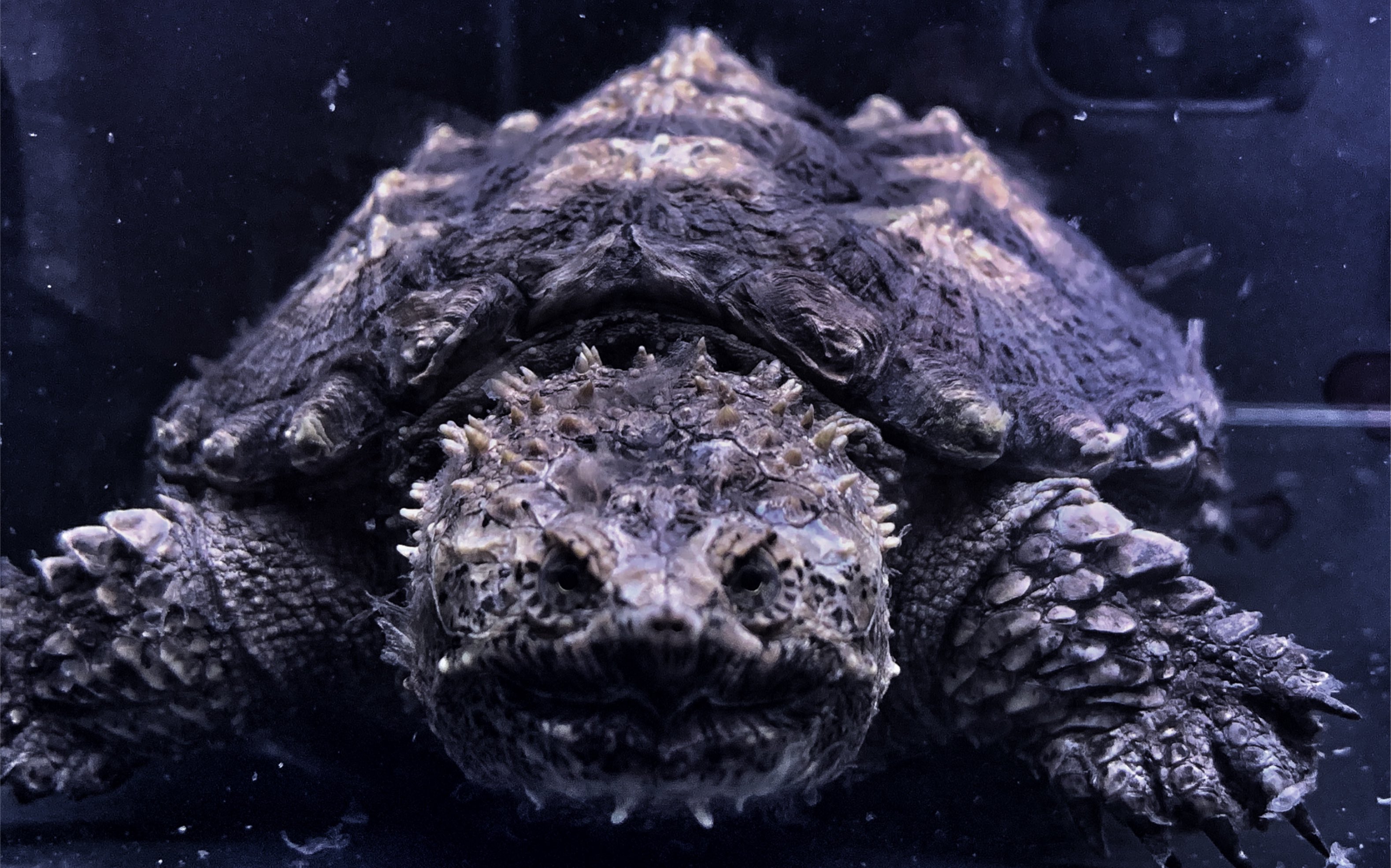 佛鳄小压成吃泥鳅