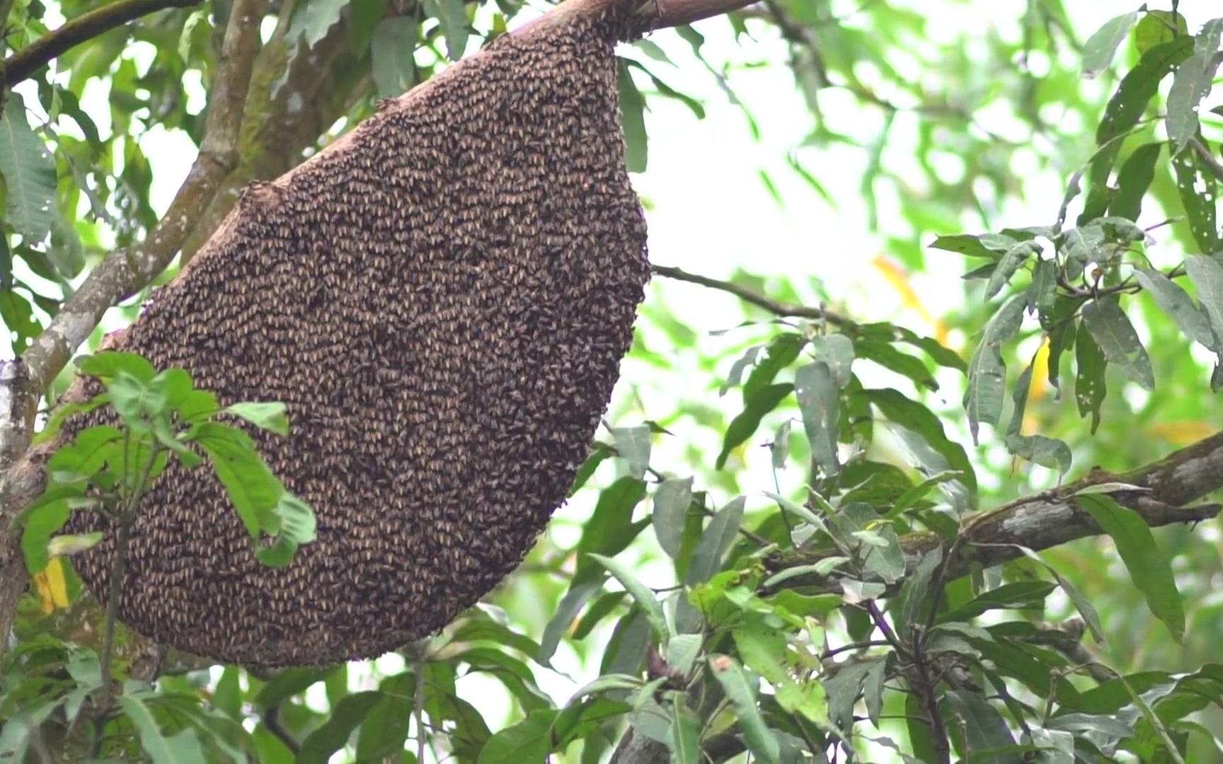 [图]原始人找到大蜂巢喝蜂蜜 Giant honeycomb in the forest vs drink honey there