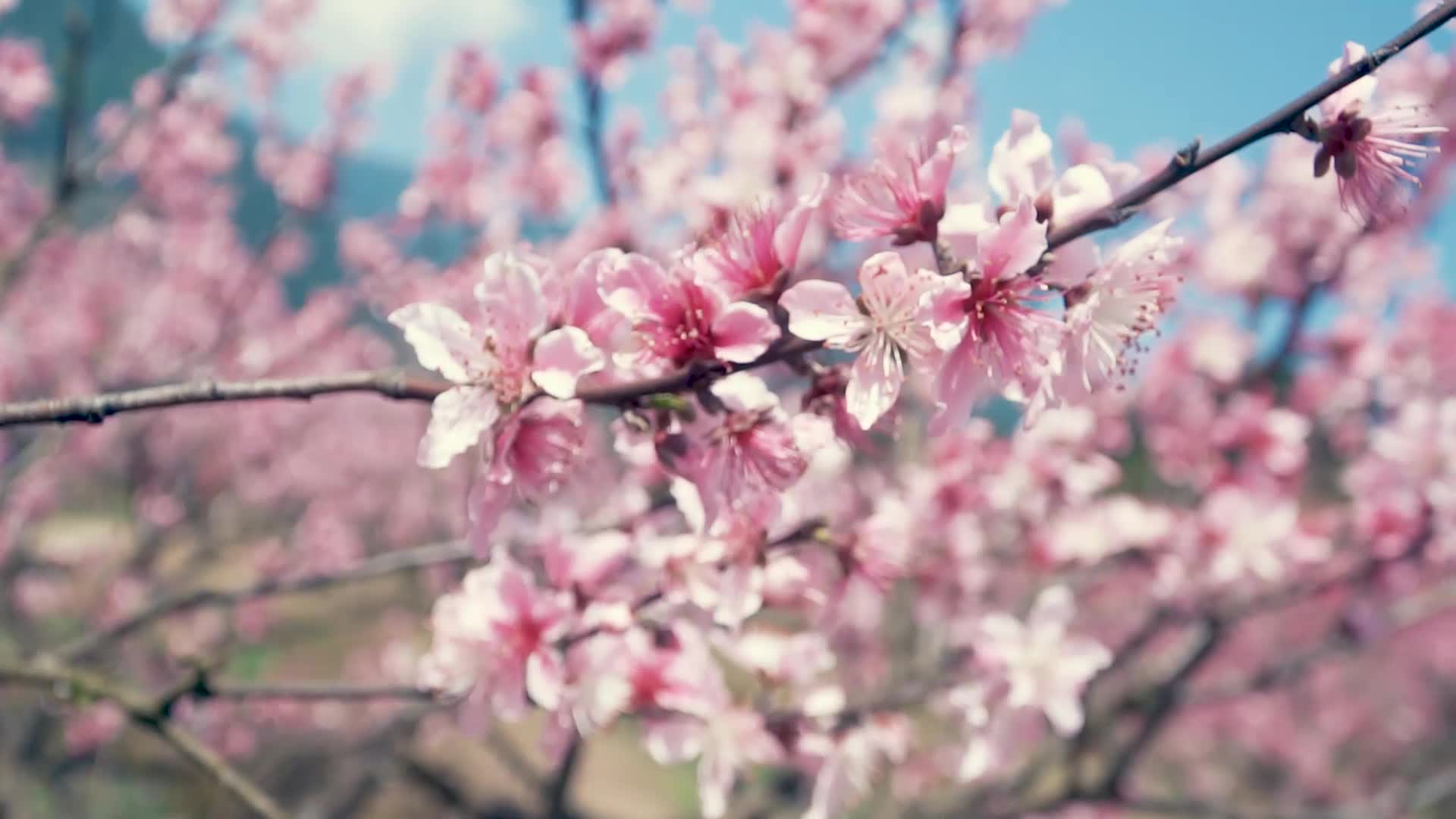 [图]带你去看桃花盛开时