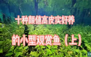 Download Video: 十种颜值高皮实好养的小型观赏鱼（上）