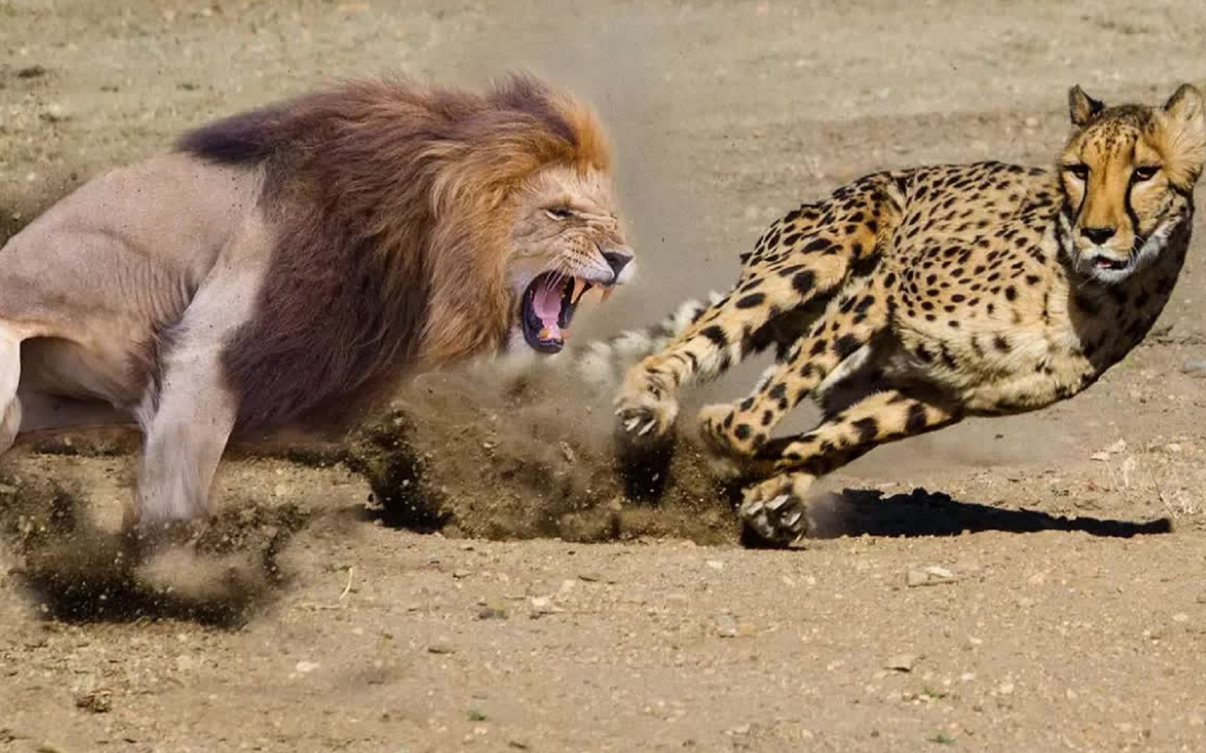 狮子偷袭花豹得手,跑得再快也没用