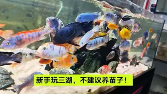 #幽云玩三湖 新手玩三湖，不建议养苗子！