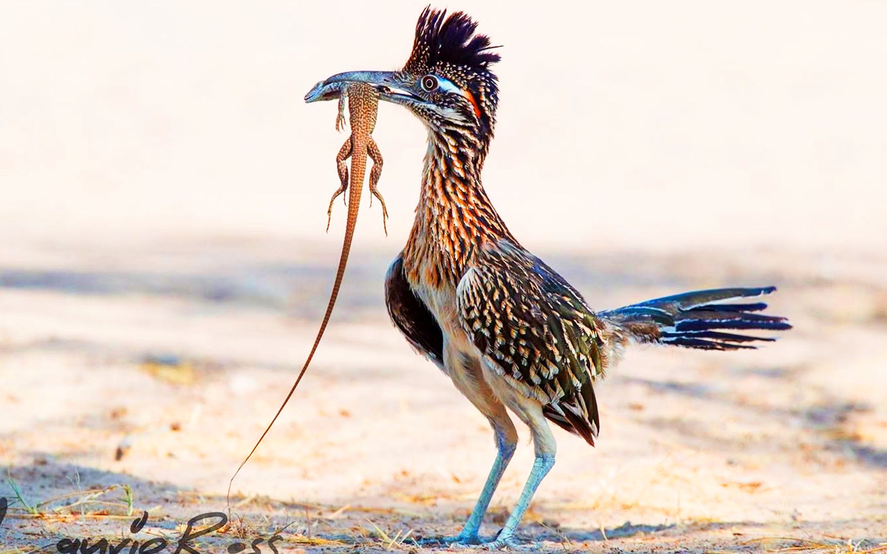 走鹃大师整活,草原上狂野洒脱的小摩托,闲来无视小皮鞭伺候伺候响尾蛇