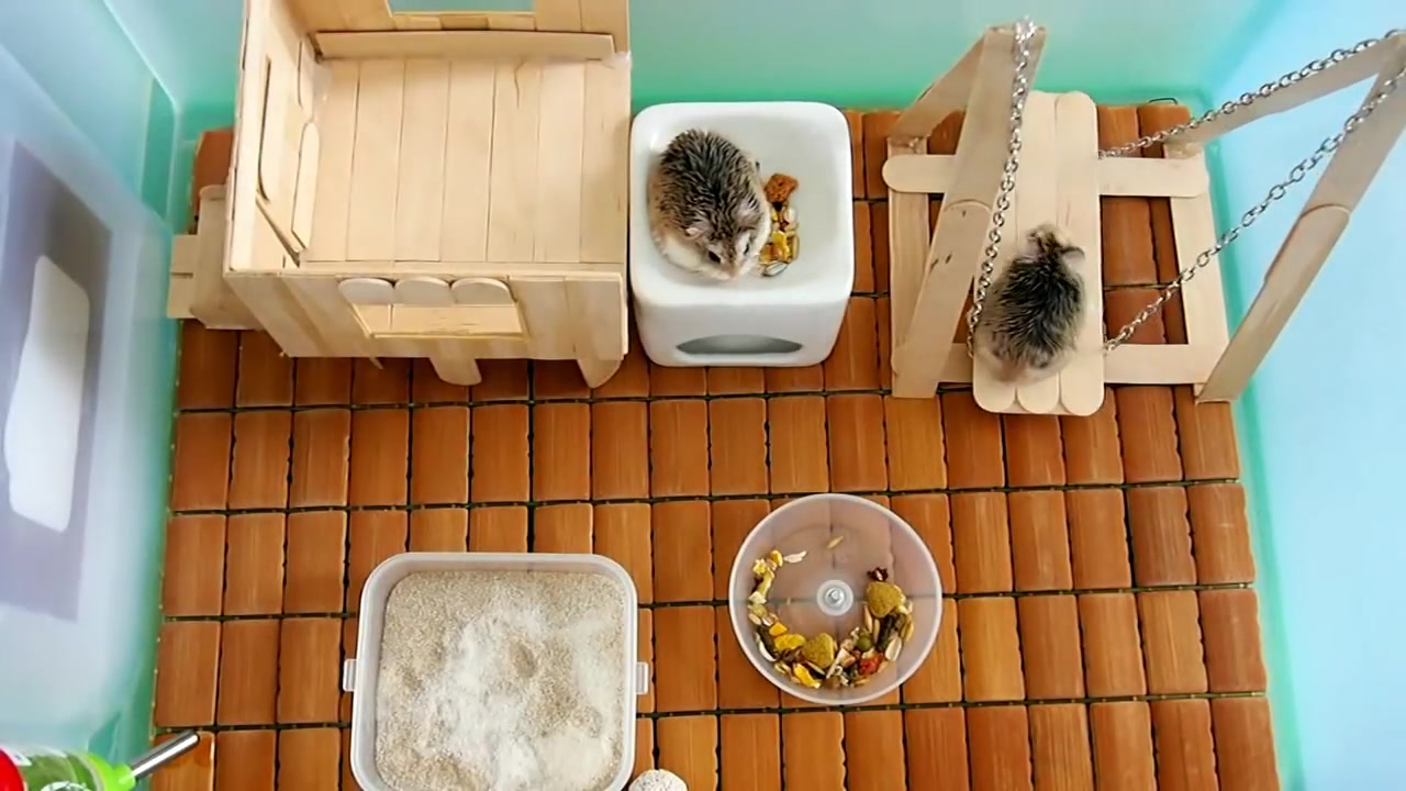 仓鼠仓鼠秋千啥我养个两只球还要学数学︴