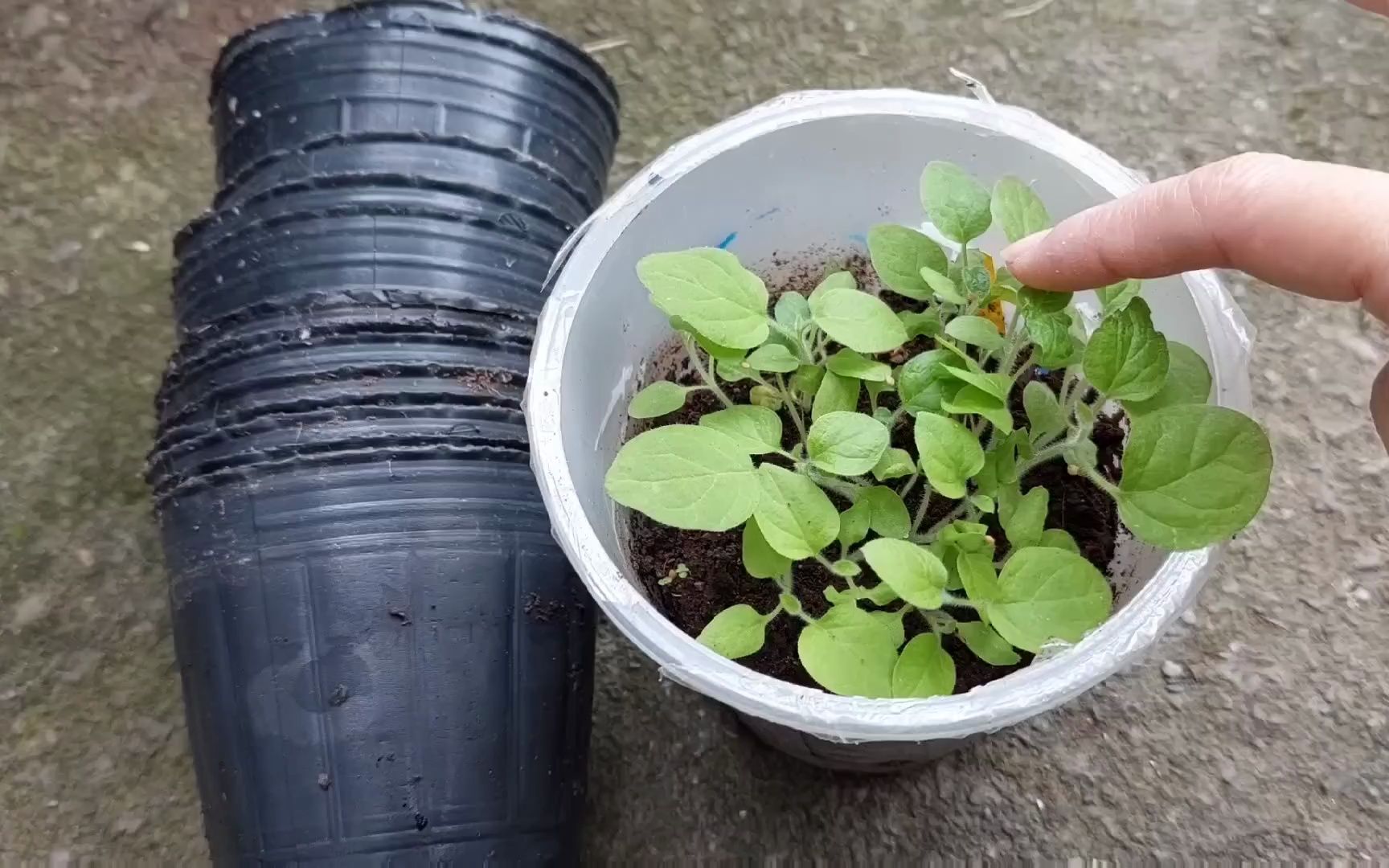 [图]灯笼果种植／如何高產／燈籠果病蟲害防治／疏葉／追肥