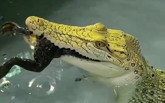 变异湾鳄吃牛蛙