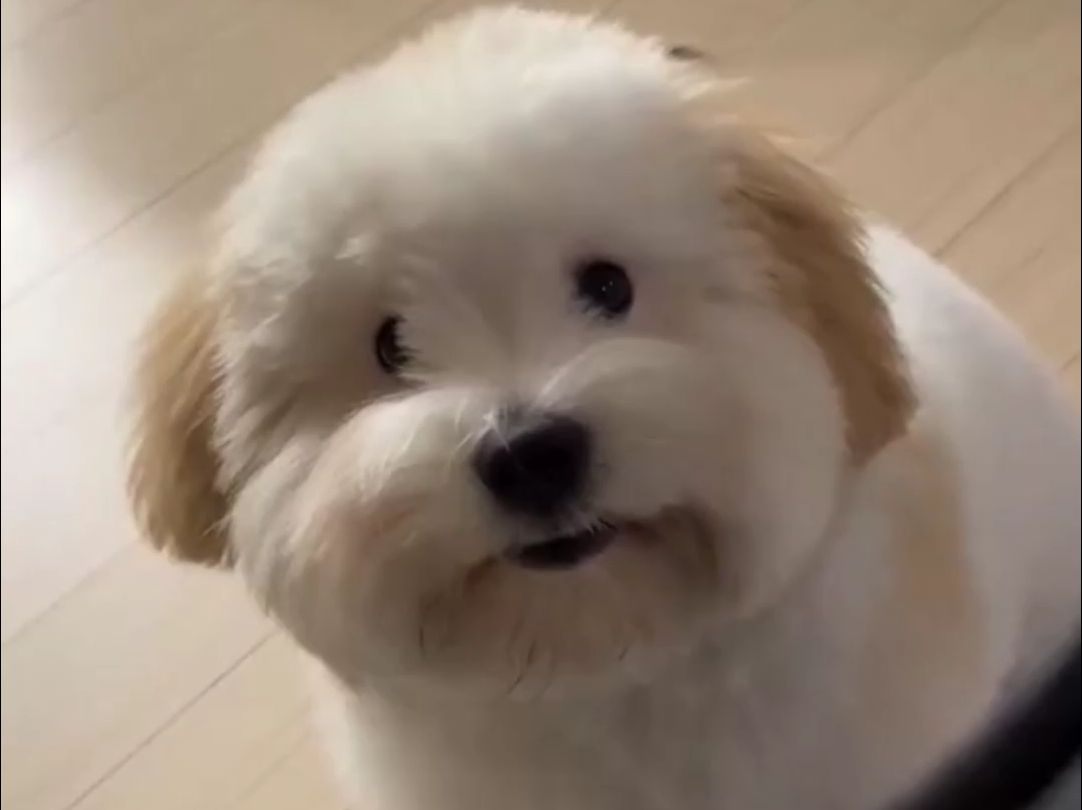 想个办法把这狗弄到手吧_面纱犬 _狗 _笨蛋小狗 _它真的好像个小宝宝!