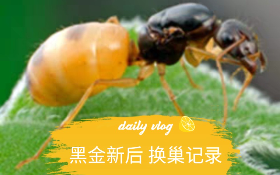 黑金饲养日记1黑金费式弓背蚁新后换巢新手养蚁欢迎大神降临指点