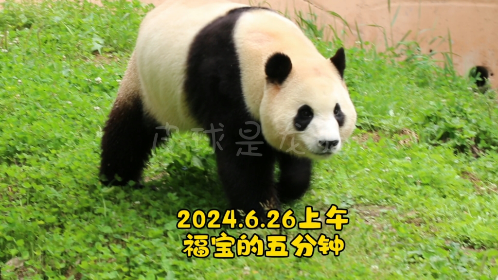 2024.6.26观看福宝的五分钟,一镜到底,无删减哔哩哔哩bilibili