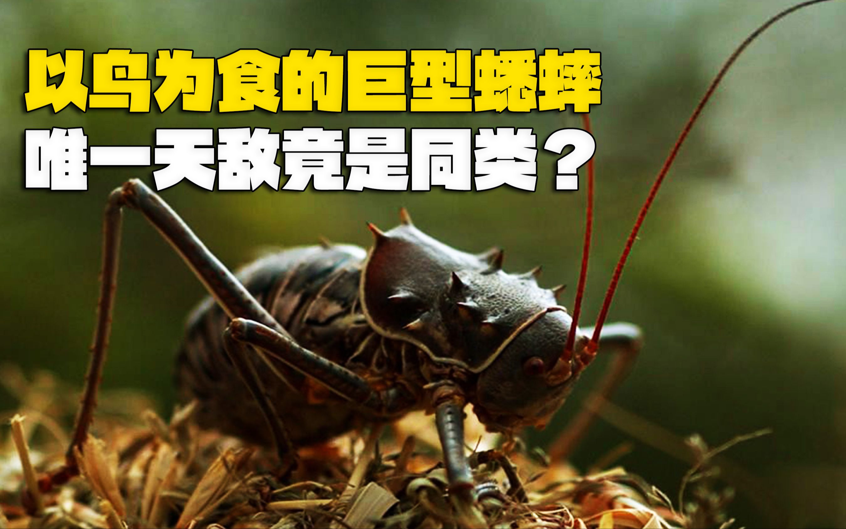 以鸟为食的巨型蟋蟀,唯一天敌竟是同类?披甲树螽到底有多可怕?
