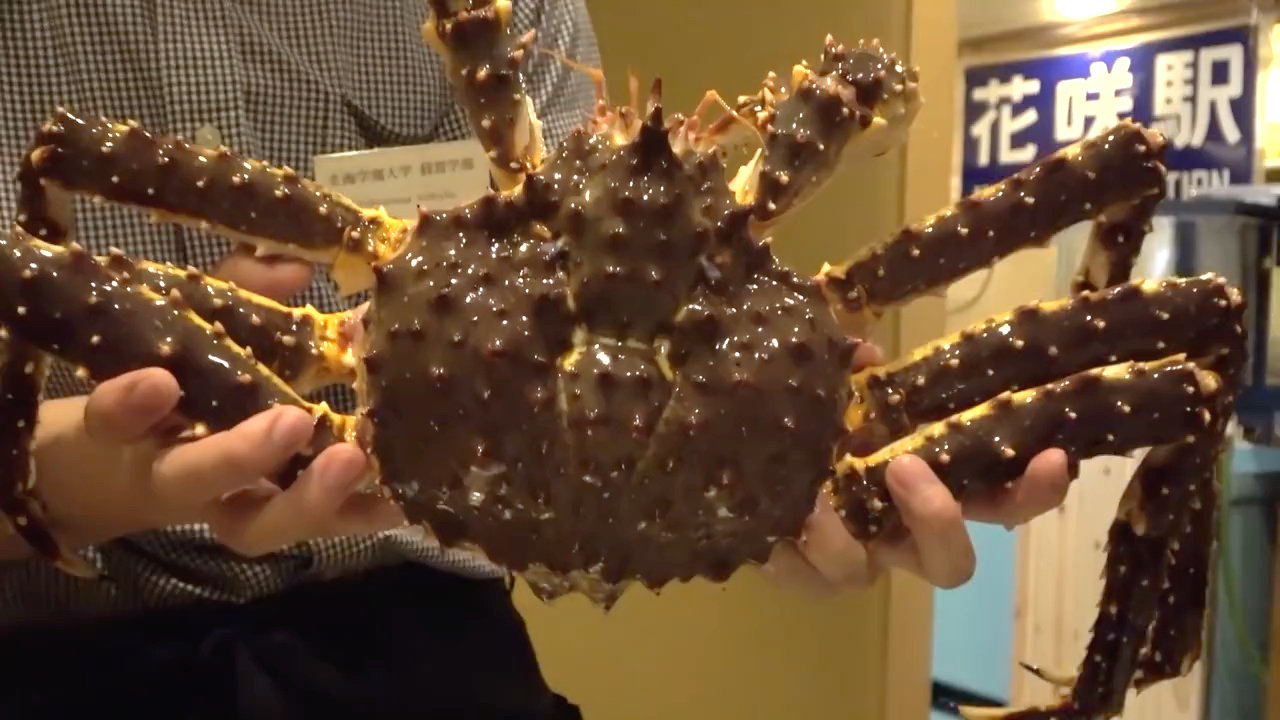 日本北海道4万日元2650人民币的豪华帝王蟹套餐一只就有27千克重能