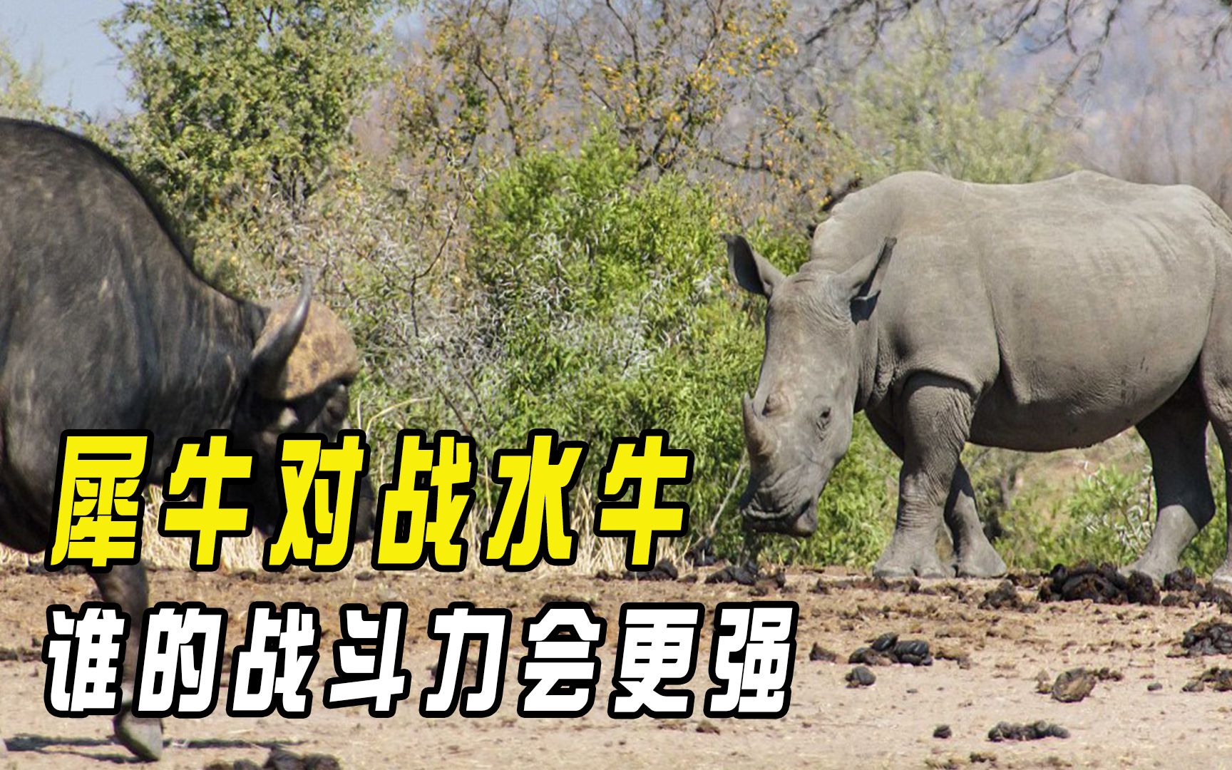 犀牛对战水牛,角与角之间的正面硬钢!谁的战斗力会更强呢?