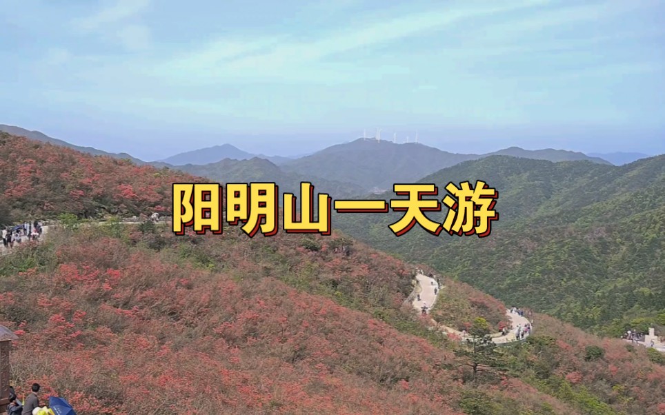 永州阳明山杜鹃花海哔哩哔哩bilibili