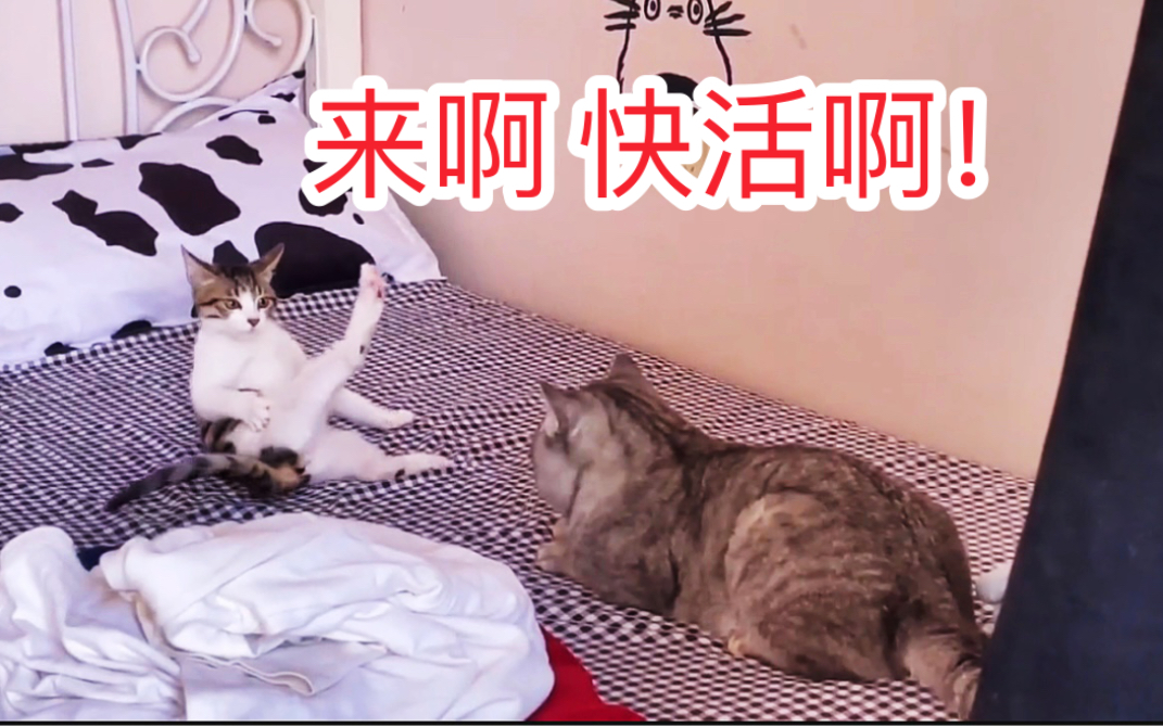 猫:来啊,快活啊!