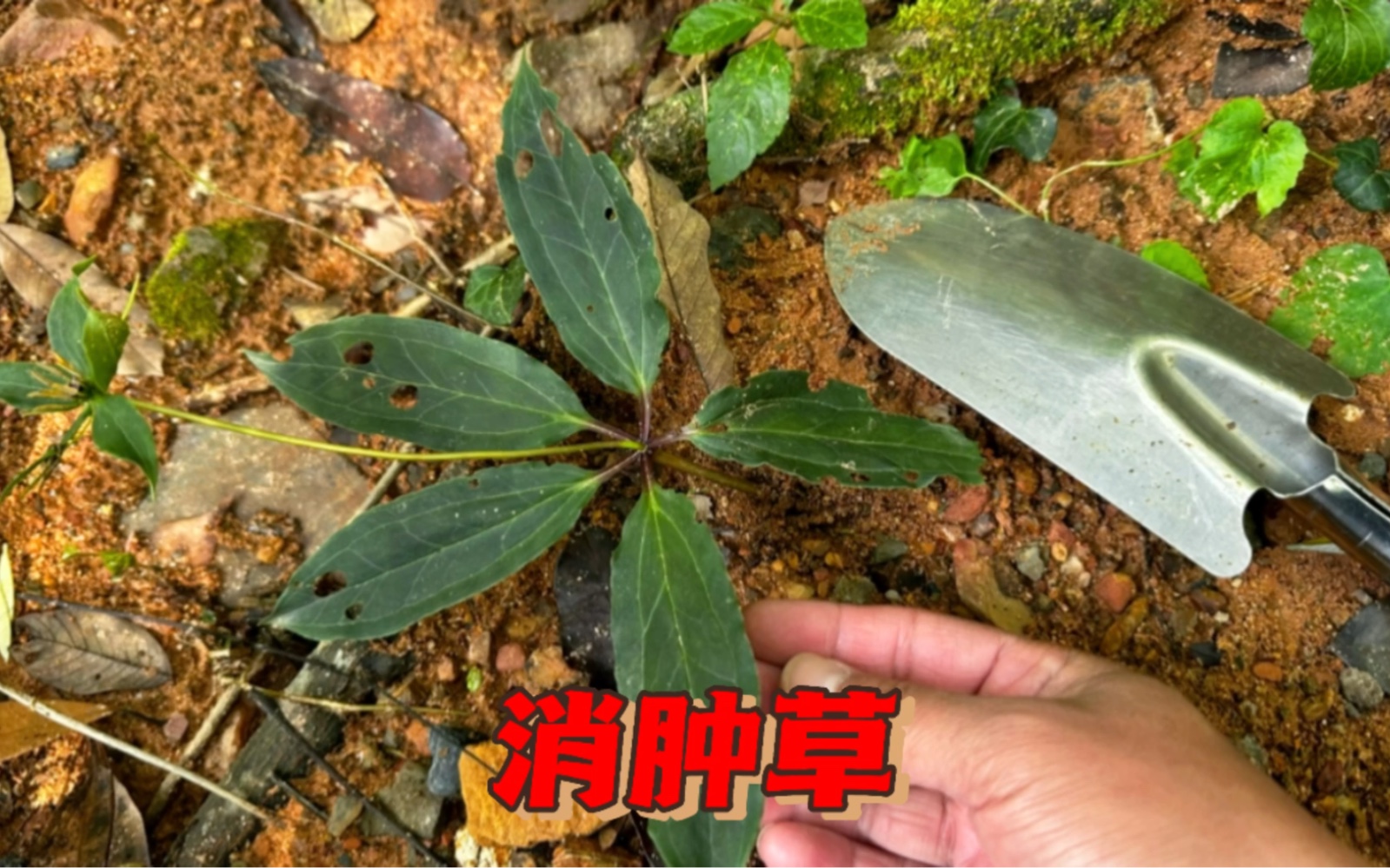 农村大山里才有的植物"消肿草",用途特别强大,来认识好处不吃亏