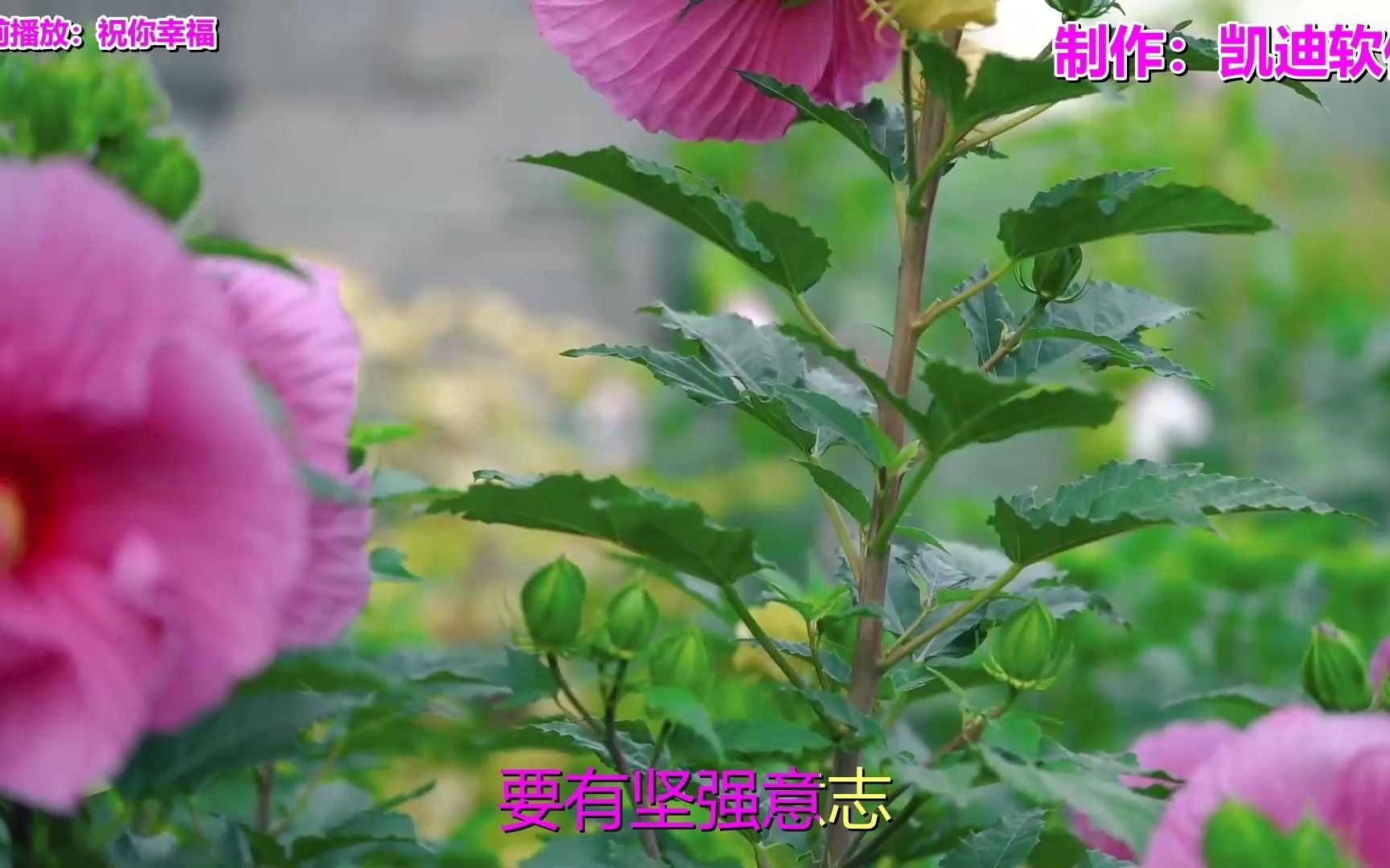 经典老歌500首怀旧金曲简谱祝你幸福