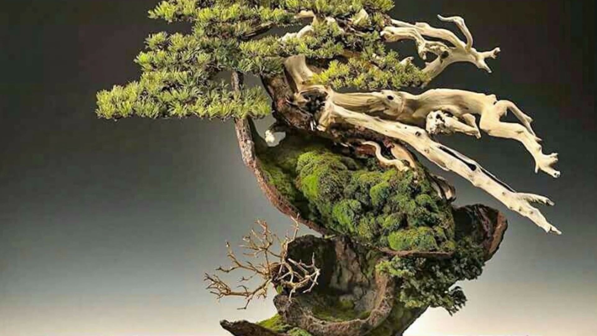 越南盆景展优秀作品集锦七