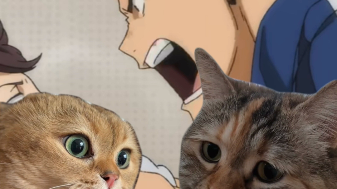 排球少年之猫咪版