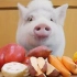 【养猪少女Suna】迷你猪吃各种蔬菜