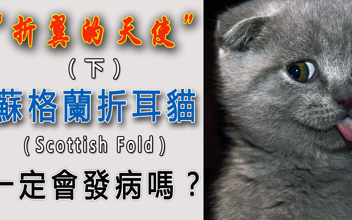 “折翼的天使"(下)——苏格兰折耳猫(Scottish Fold)一定会发病吗?哔哩哔哩bilibili