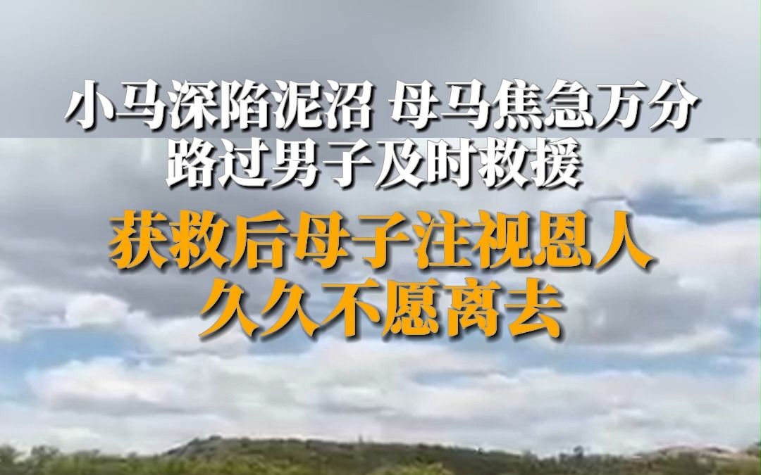 6月3日,内蒙古锡林郭勒,小马驹深陷泥沼,母马焦急万分,路过男子及时救援.获救后母子注视恩人,久久不愿离去哔哩哔哩bilibili