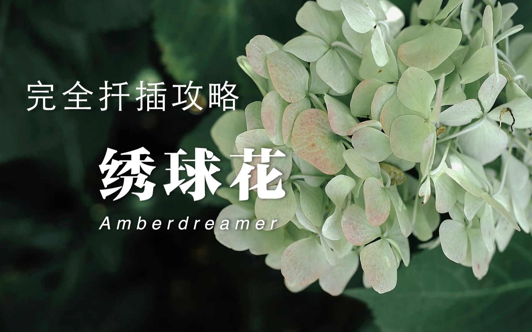 【#9Amber花园】最全面的绣球扦插攻略|如果绣球扦插你总是失败,这一篇一定能让你成功哔哩哔哩bilibili