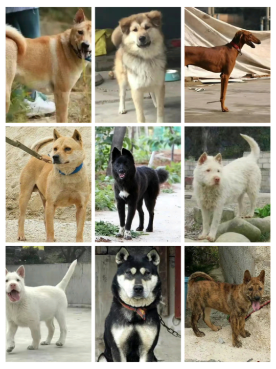 中国犬种大全图片图片