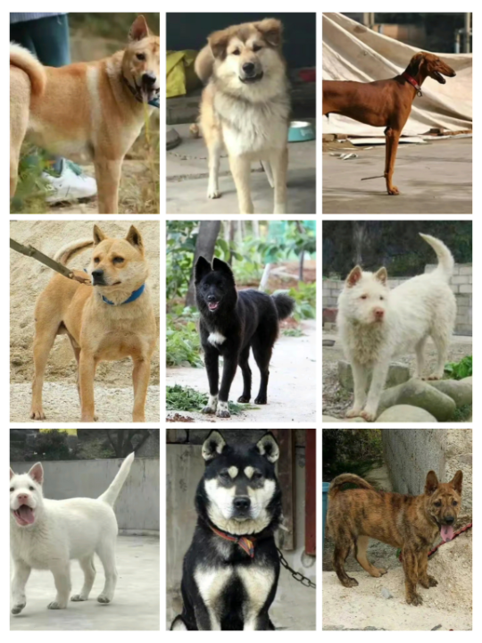 中华田园犬大全,你认识几种?