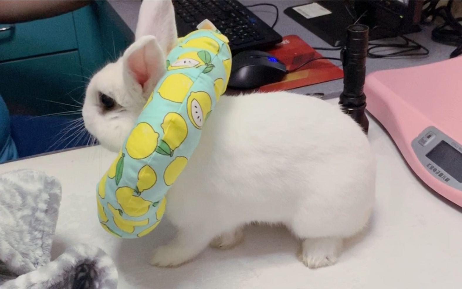 侏儒兔不省心的miki