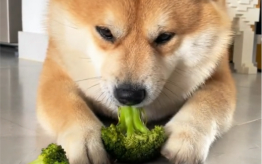 自律小狗吃菜减肥的一天