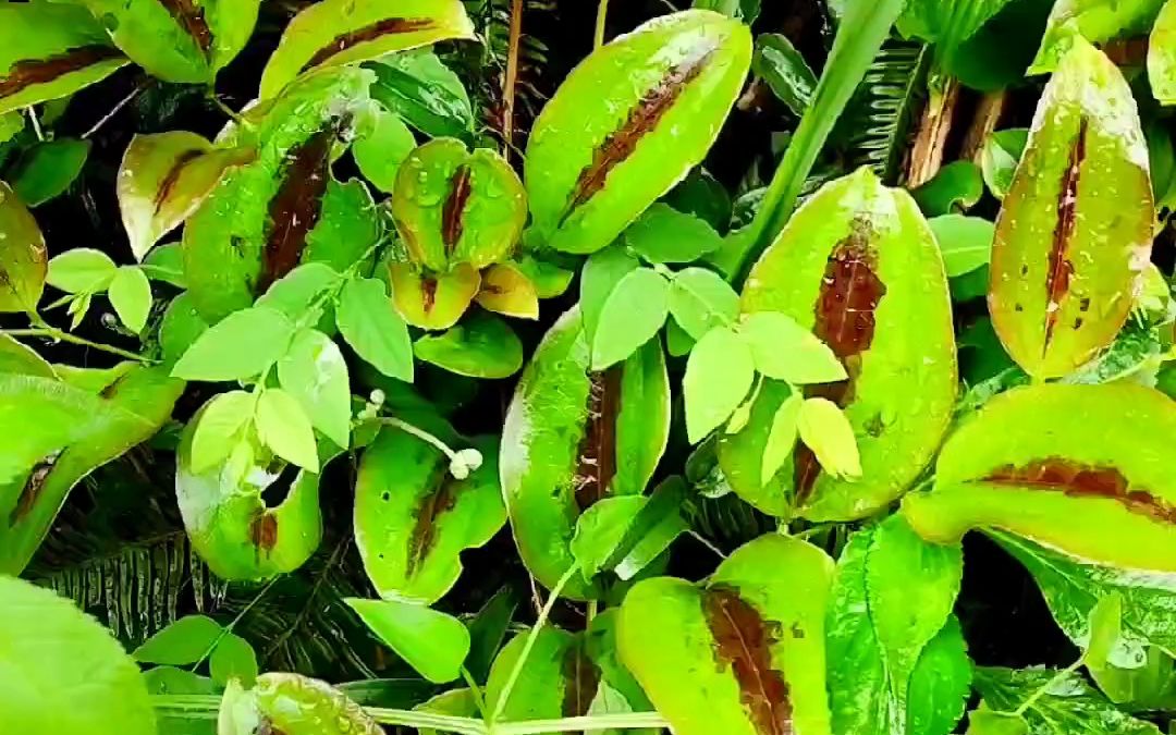 落1叶拔葜,金刚藤#野生植物#山野自然