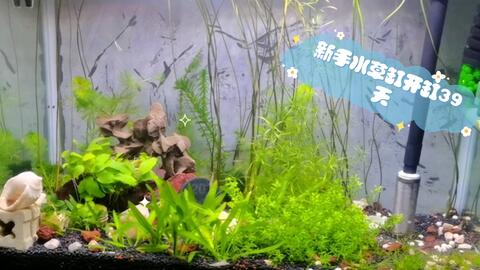 新手水草缸开缸39天 加入水妖精 水草泥养菜莲 哔哩哔哩