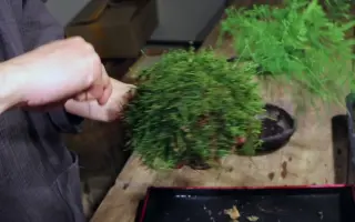 苔玉 搜索结果 哔哩哔哩 Bilibili