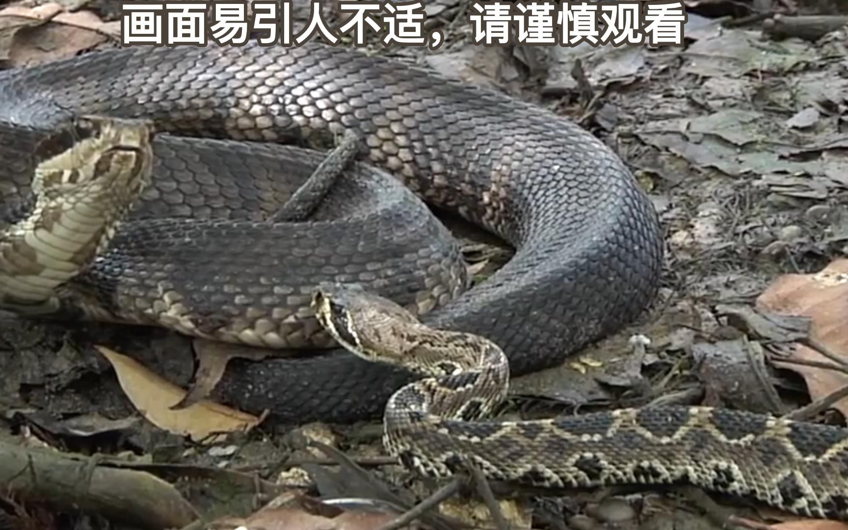 顶级蛇吃蛇时刻,眼镜王蛇猎杀响尾蛇,实拍场面凶残至极