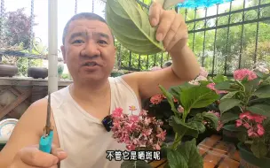 Tải video: 特殊情况绣球修剪案例：3分枝伊利莎白只有1朵花，怎样修剪？