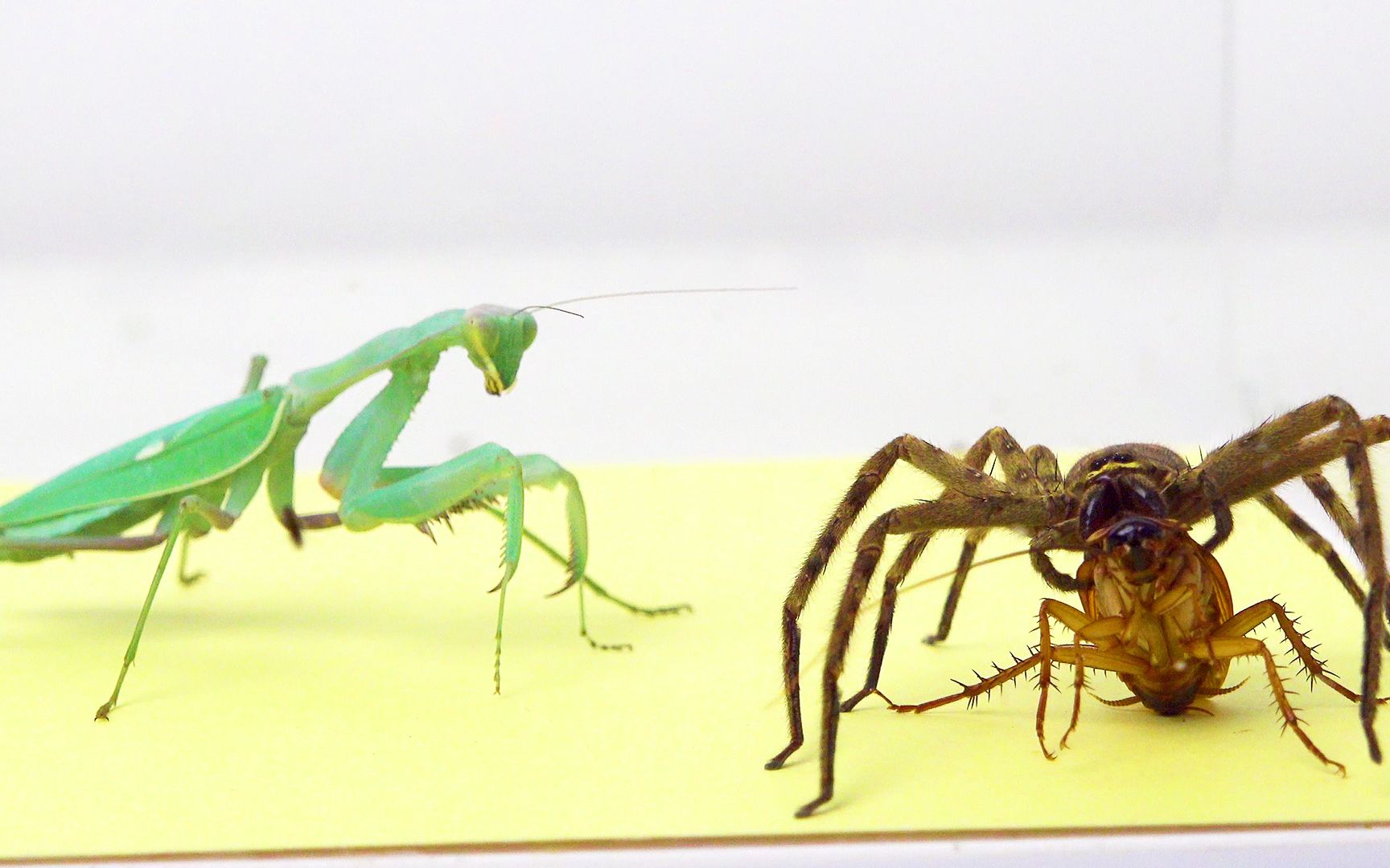 螳螂和蜘蛛看见蟑螂会发生什么_哔哩哔哩_bilibili