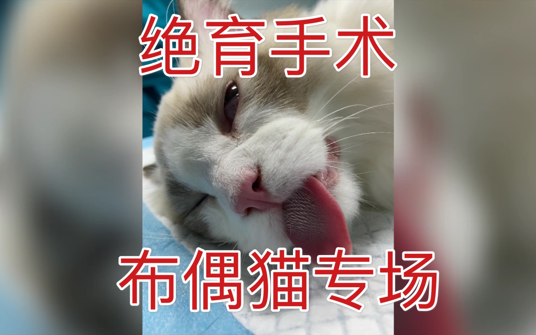 绝育手术“布偶猫”专场,这5只猫身价也要10万以上了哔哩哔哩bilibili