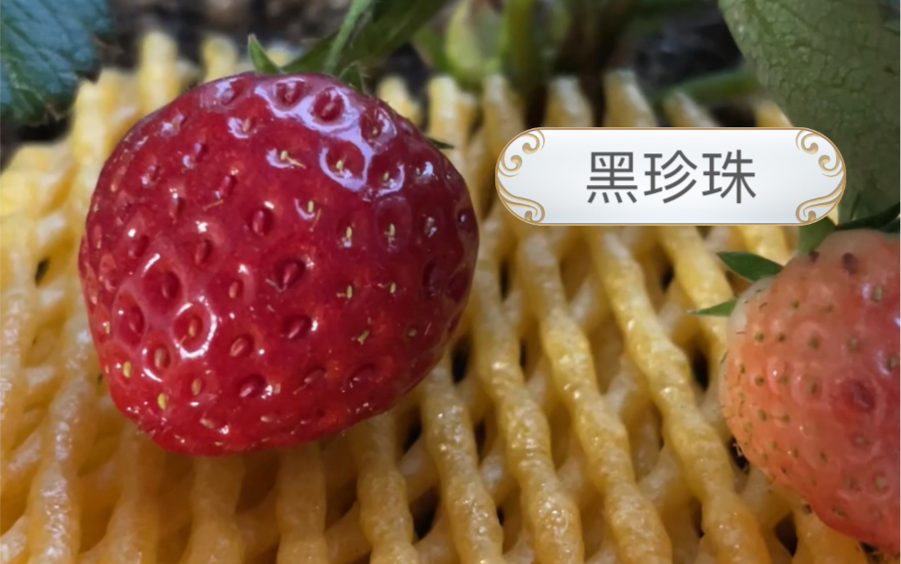 40元一颗的黑珍珠草莓终于要成熟了,期待它的味道!