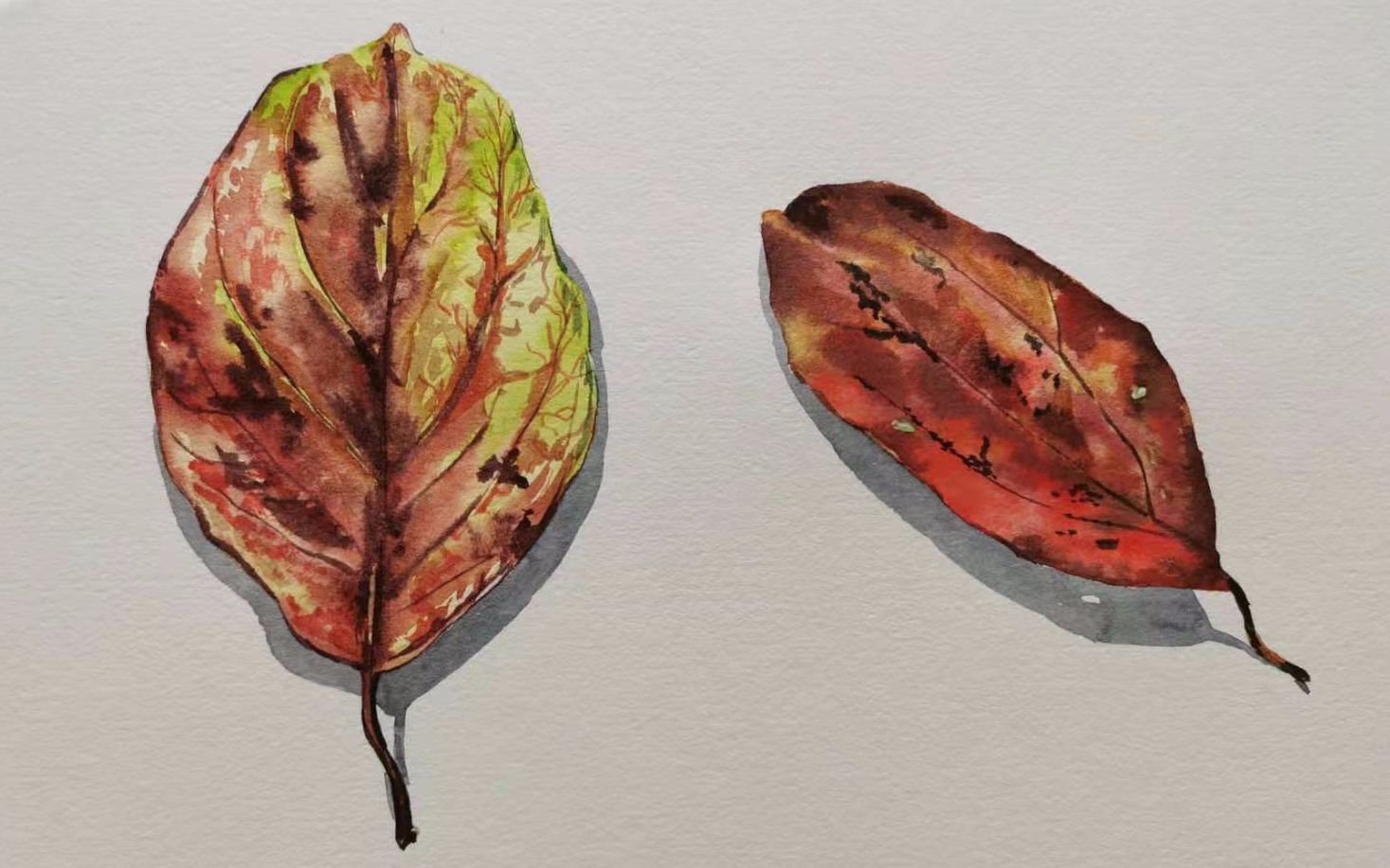水彩绘制一片枯叶_哔哩哔哩 (゜-゜)つロ 干杯~-bilibili
